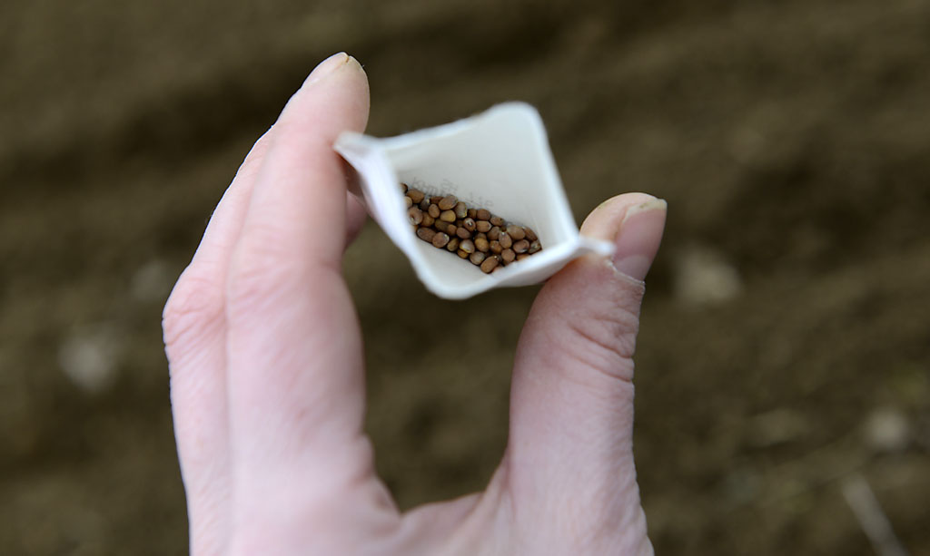 Die ersten Radieschen-Samen sind in der Erde . . .