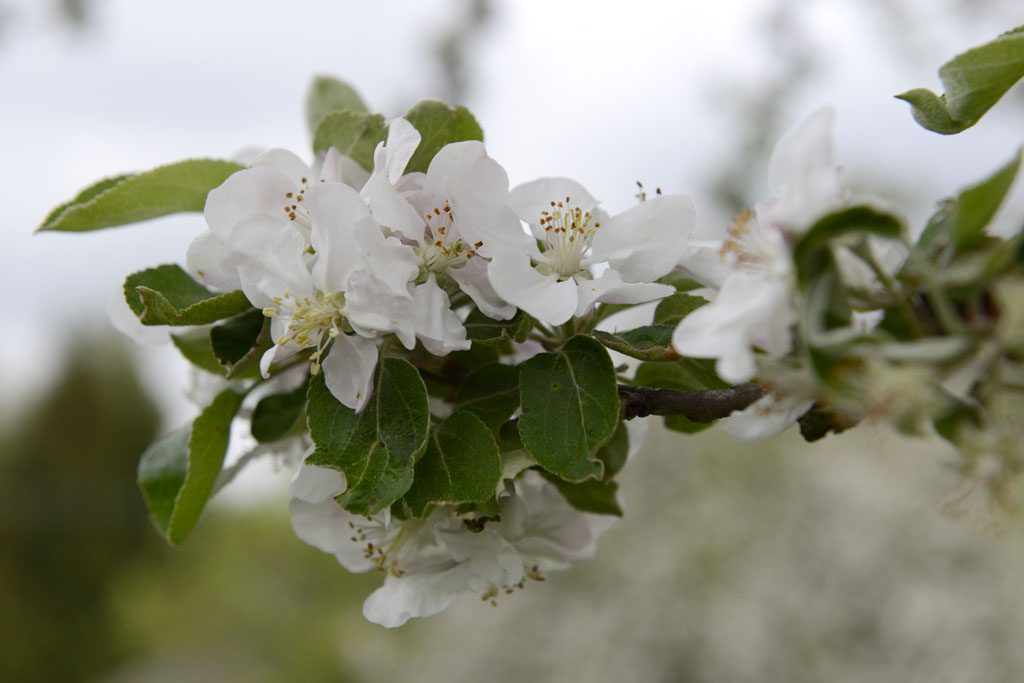 Petzis Garten und Küche: die Apfelbäume blühen . . .