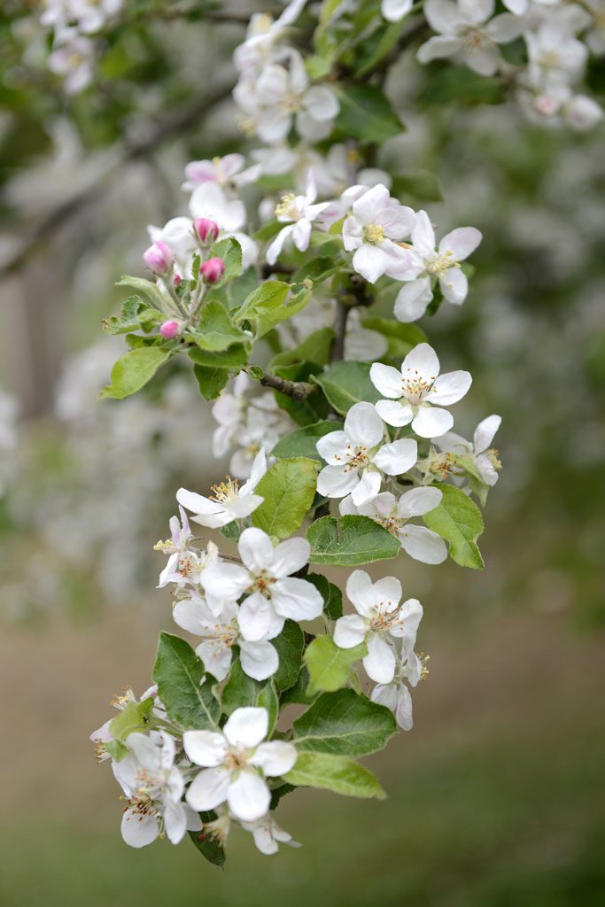 Petzis Garten und Küche: die Apfelbäume blühen . . .