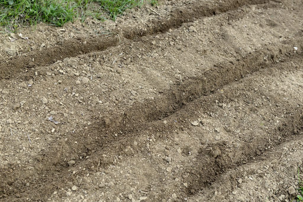 PEtzis Garten und Küche: Erbsen anbauen