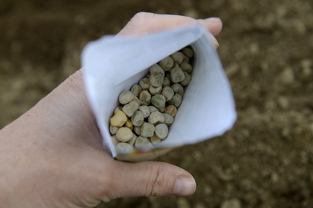 PEtzis Garten und Küche: Erbsen anbauen