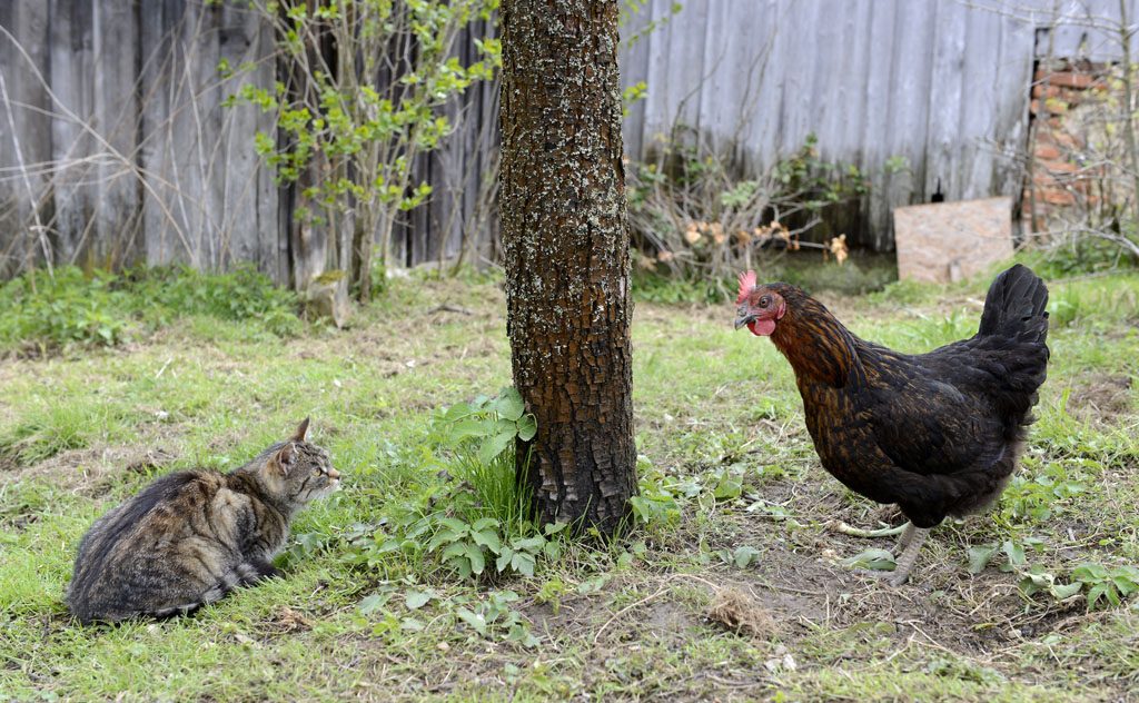Petzis Garten und Küche: bei den Hühnern . . . Freilandhaltung
