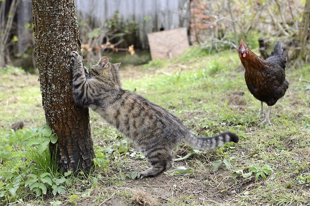 Petzis Garten und Küche: bei den Hühnern . . . Freilandhaltung