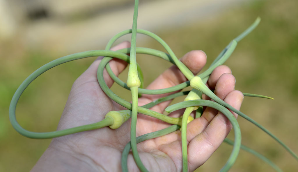 Der Knoblauch und seine Blüten und was ich damit mache . . . | Petzis