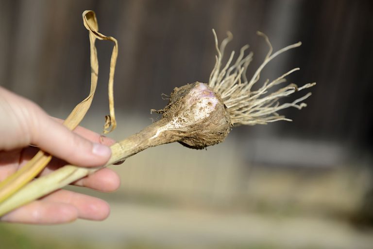 Tipp: Wie erkenne ich, wann der Knoblauch reif ist? | Petzis Garten und