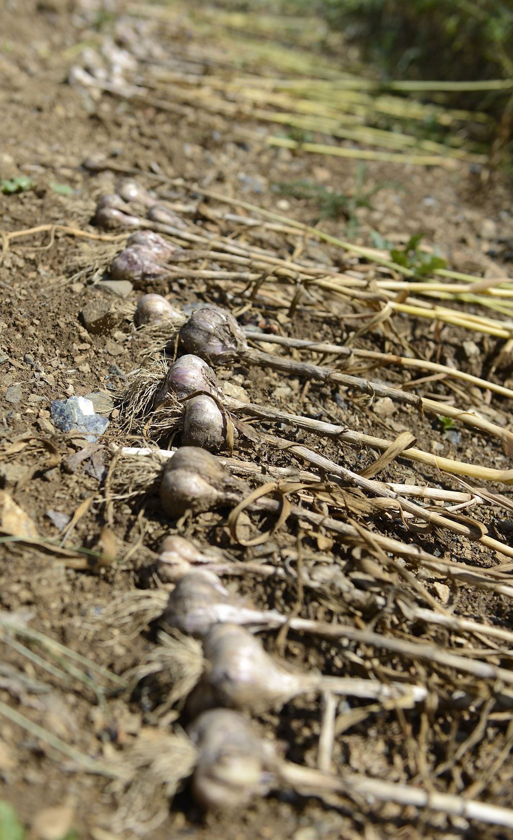 Wie Sieht Knoblauch Aus Wenn Er Reif Ist Tipp: Wie erkenne ich, wann der Knoblauch reif ist? | Petzis Garten und