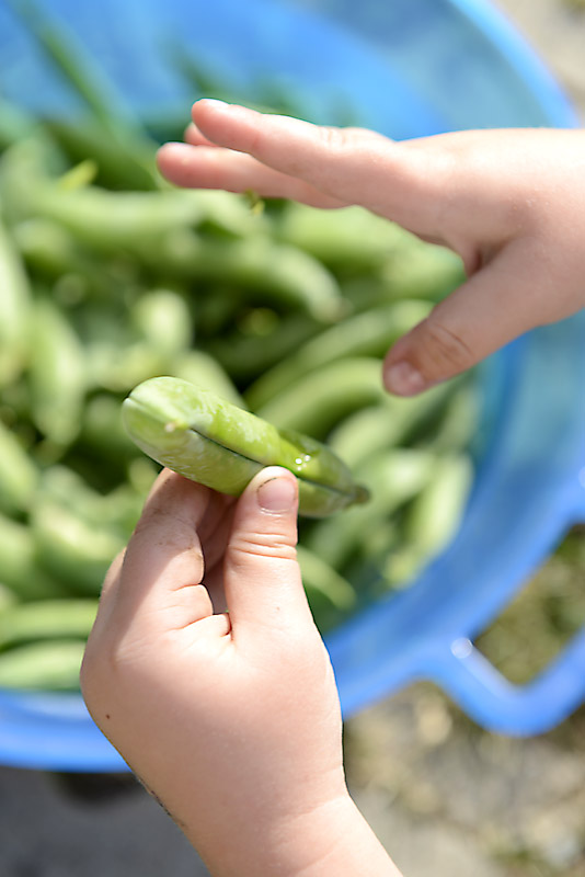 Im Moment ganz frisch aus dem Garten: Erbsen . . . | Petzis Garten und